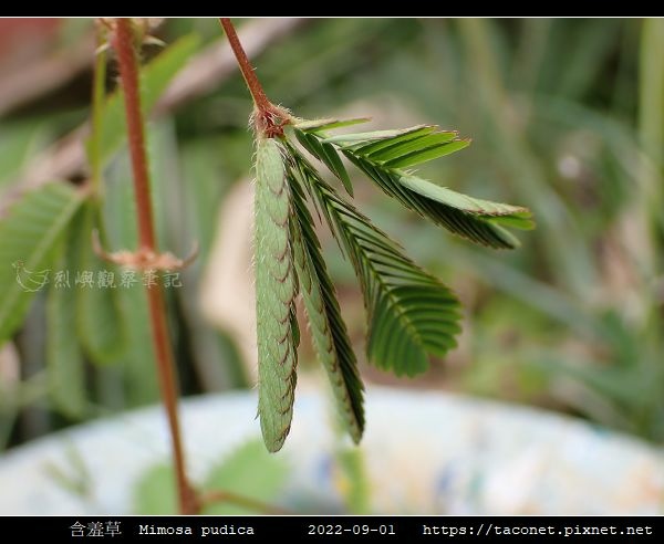 含羞草 Mimosa pudica_06.jpg