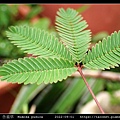 含羞草 Mimosa pudica_05.jpg