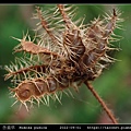 含羞草 Mimosa pudica_02.jpg