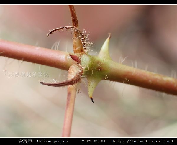 含羞草 Mimosa pudica_04.jpg