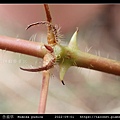 含羞草 Mimosa pudica_04.jpg