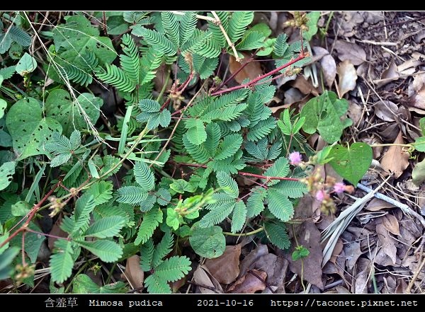 含羞草 Mimosa pudica_01.jpg