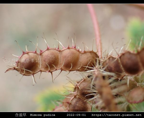 含羞草 Mimosa pudica_07.jpg