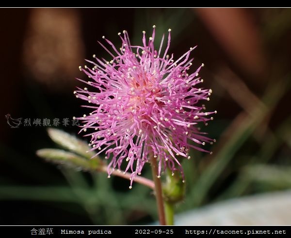 含羞草 Mimosa pudica_10.jpg