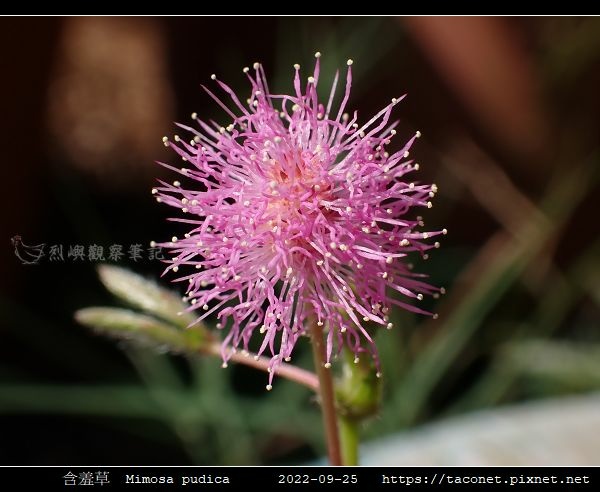 含羞草 Mimosa pudica_10.jpg 含羞草 Mimosa pudica_10.jpg