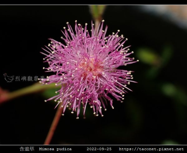 含羞草 Mimosa pudica_13.jpg
