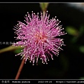 含羞草 Mimosa pudica_13.jpg