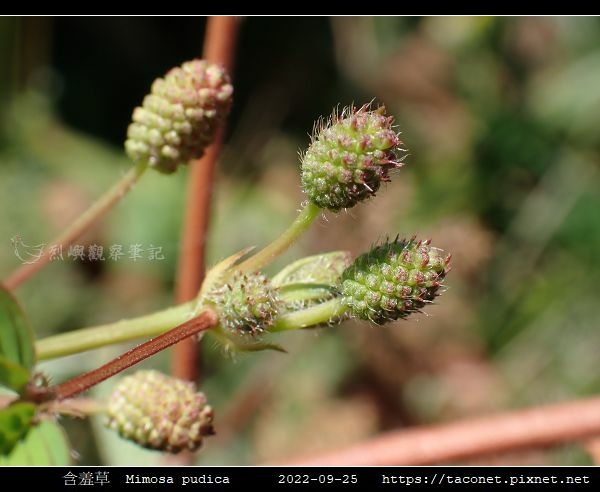 含羞草 Mimosa pudica_11.jpg