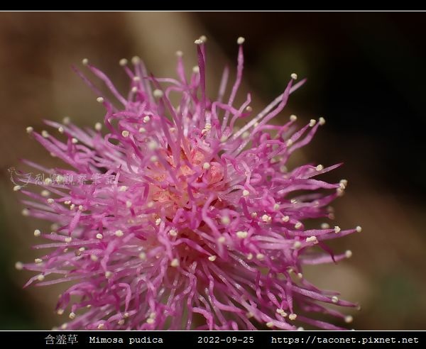 含羞草 Mimosa pudica_09.jpg