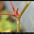 含羞草 Mimosa pudica_14.jpg