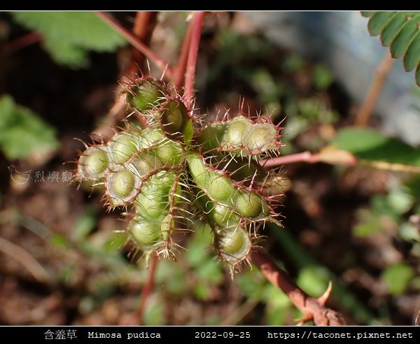 含羞草 Mimosa pudica_12.jpg