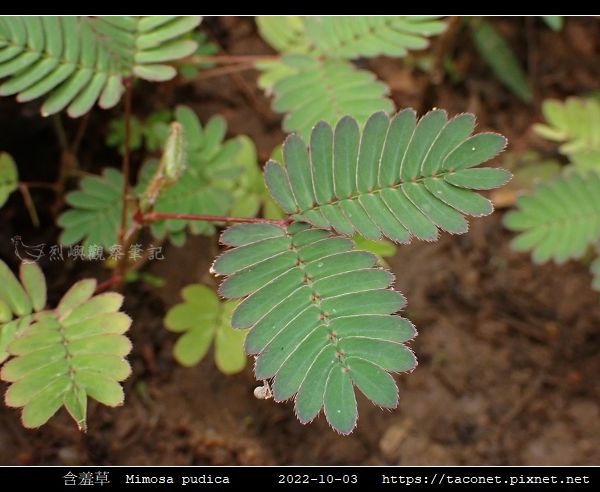 含羞草 Mimosa pudica_15.jpg