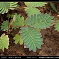 含羞草 Mimosa pudica_15.jpg