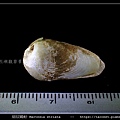 細紋鷗蛤 Martesia striata_08.jpg