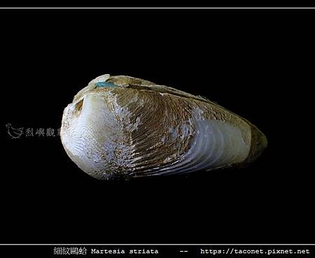 細紋鷗蛤 Martesia striata_09.jpg 細紋鷗蛤 Martesia striata_09.jpg
