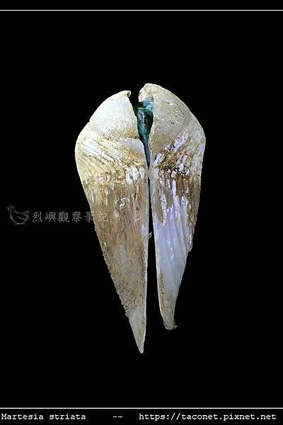 細紋鷗蛤 Martesia striata_12.jpg