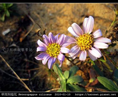 華南狗娃花 Heteropappus ciliosus_02.jpg 華南狗娃花 Heteropappus ciliosus_02.jpg