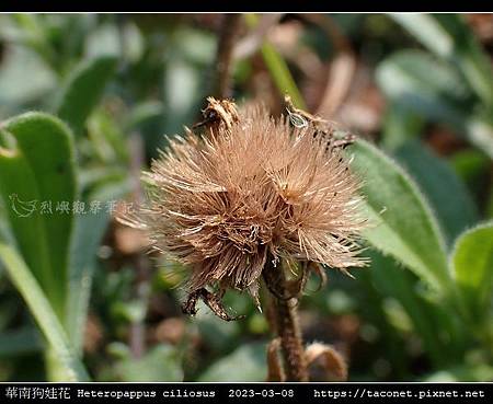 華南狗娃花 Heteropappus ciliosus_07.jpg