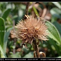華南狗娃花 Heteropappus ciliosus_07.jpg