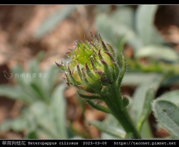 華南狗娃花 Heteropappus ciliosus_08.jpg