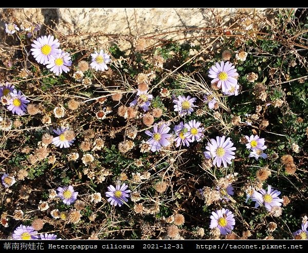 華南狗娃花 Heteropappus ciliosus_15.jpg