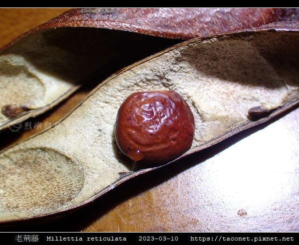 老荊藤 Millettia reticulata_05.jpg
