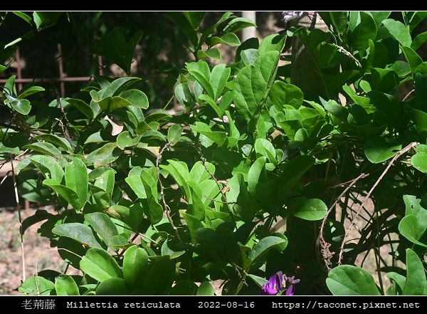 老荊藤 Millettia reticulata_03.jpg