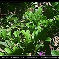 老荊藤 Millettia reticulata_03.jpg