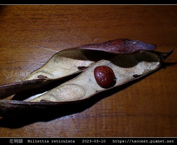 老荊藤 Millettia reticulata_04.jpg