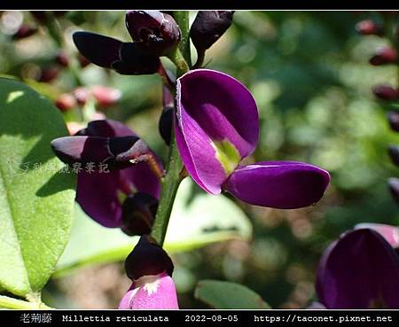 老荊藤 Millettia reticulata_09.jpg