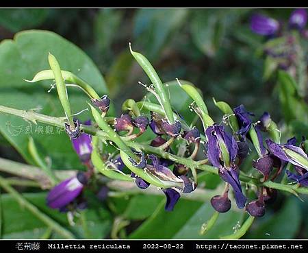 老荊藤 Millettia reticulata_14.jpg