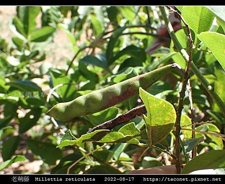 老荊藤 Millettia reticulata_13.jpg