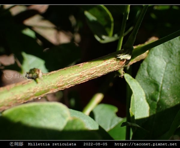 老荊藤 Millettia reticulata_11.jpg