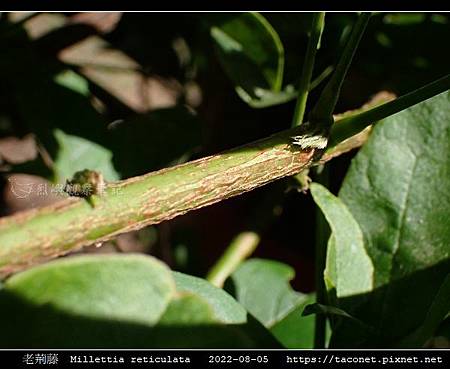 老荊藤 Millettia reticulata_11.jpg