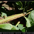 老荊藤 Millettia reticulata_11.jpg