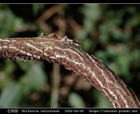 老荊藤 Millettia reticulata_12.jpg