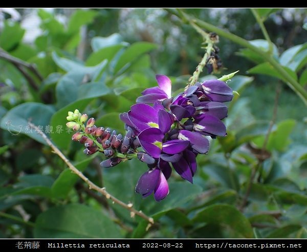 老荊藤 Millettia reticulata_15.jpg