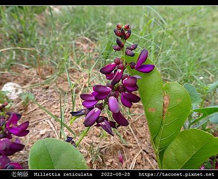 老荊藤 Millettia reticulata_16.jpg