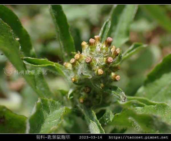 匙葉鼠麴草 Gnaphalium pensylvanicum_05.jpg