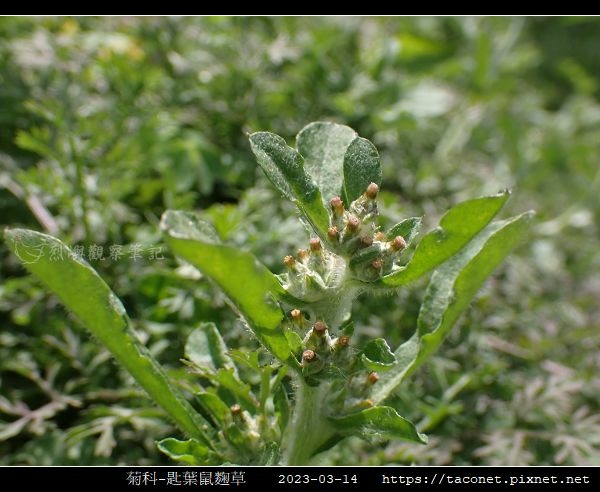 匙葉鼠麴草 Gnaphalium pensylvanicum_02.jpg