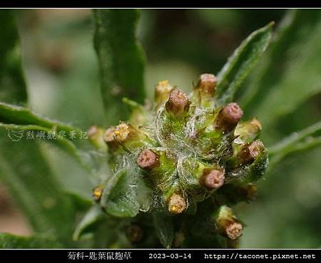 匙葉鼠麴草 Gnaphalium pensylvanicum_06.jpg