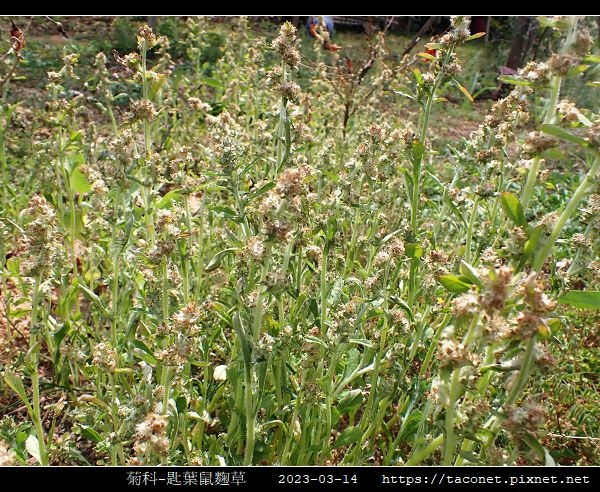 匙葉鼠麴草 Gnaphalium pensylvanicum_07.jpg