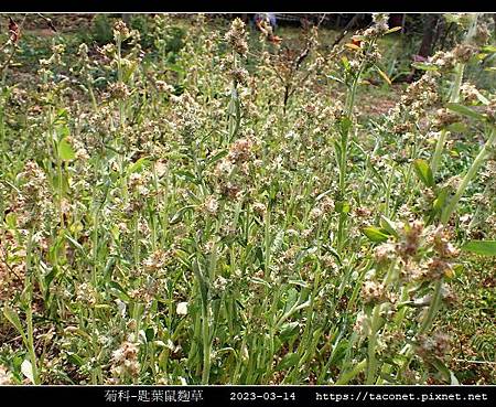 匙葉鼠麴草 Gnaphalium pensylvanicum_07.jpg