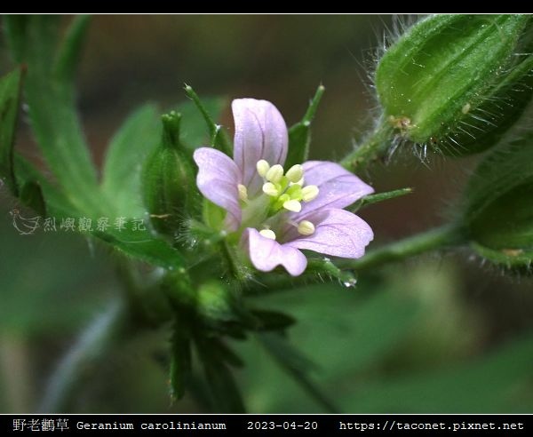 牻牛兒苗科-野老鸛草 Geranium carolinianum_04.jpg