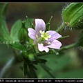 牻牛兒苗科-野老鸛草 Geranium carolinianum_04.jpg