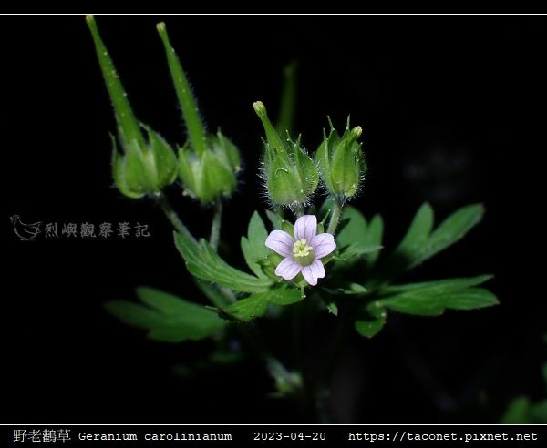 牻牛兒苗科-野老鸛草 Geranium carolinianum_06.jpg