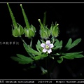 牻牛兒苗科-野老鸛草 Geranium carolinianum_06.jpg