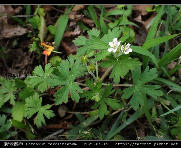 牻牛兒苗科-野老鸛草 Geranium carolinianum_02.jpg