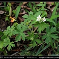 牻牛兒苗科-野老鸛草 Geranium carolinianum_02.jpg