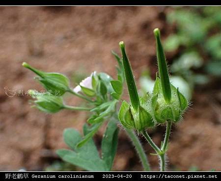 牻牛兒苗科-野老鸛草 Geranium carolinianum_03.jpg